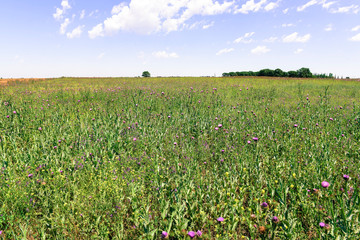 Flowery summer landscape