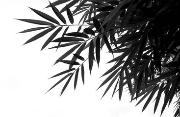 Green bamboo leaves on a white background