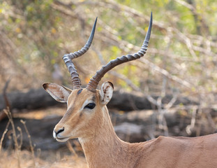 Portrait of an impala ram in the bush in Kruger National Park in South Africa