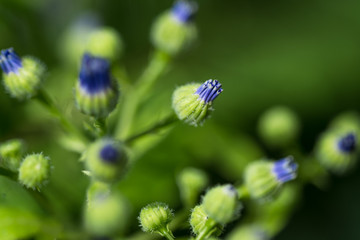 Purple Budding Flowers