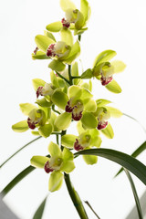 Neon Green Orchids