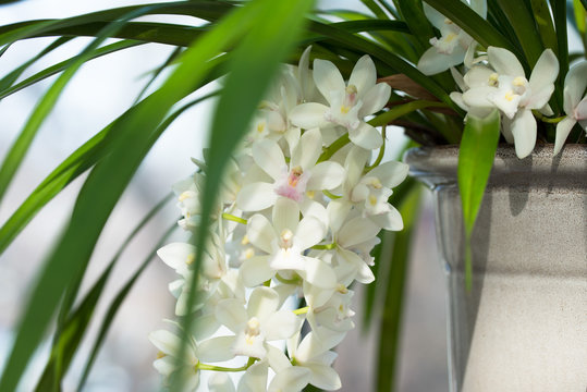 White Cascading Orchids