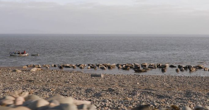 Grey Seals Relaxing on the British Seaside. Walney Island Seal Population relaxing by the waves WIDE. Barrow, UK. 4K