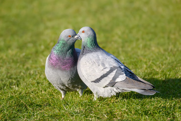 Two feral pigeons, street pigeons (Columba livia domestica), billing and cooing 