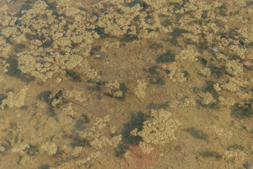 Turbid muddy water with algae.