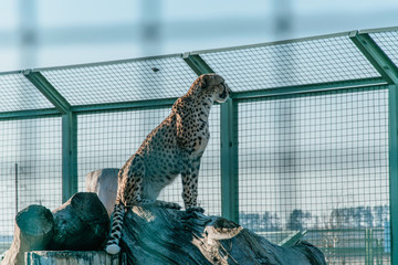 Panther in a zoo cage. © Konstiantyn Zapylaie