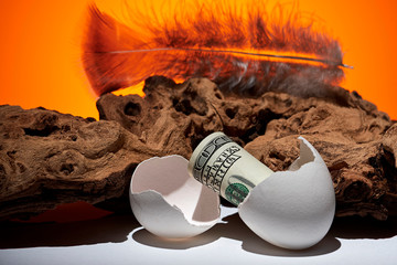 Conceptual photo. A hundred dollar bill rolled out of an egg. Near a piece of wood. - 246185036