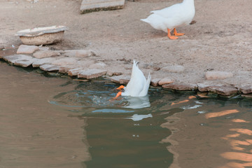 Duck dives for food.