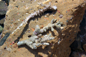 coral on the stone