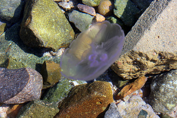 jellyfish and stones in the water