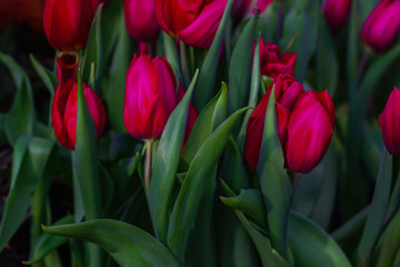 Spring blooming tulip flowers in darkness. Floral background
