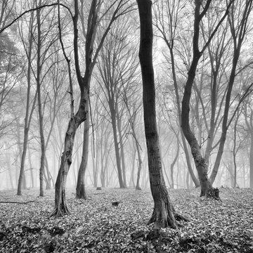 Fototapeta Foggy Forest in Autumn, Black and White