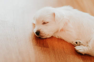 West terrier puppy lying on the floor