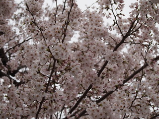 春の花