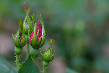 Rosebud against a green background