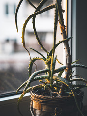 Indoor plant leaves in sunlight