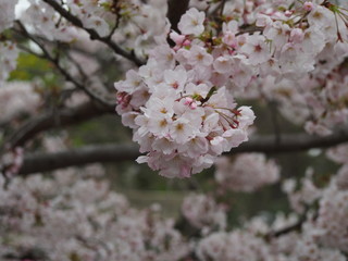 春の花