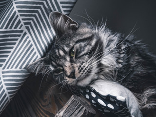 cat on a black background