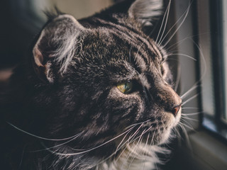 portrait of a cat