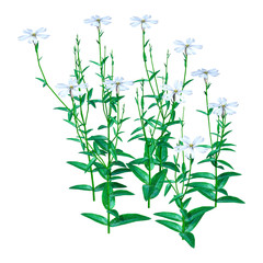 3D Rendering Silene Latifolia Flowers on White