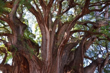 The Tree of Tule. The Widest Tree In Ihe World