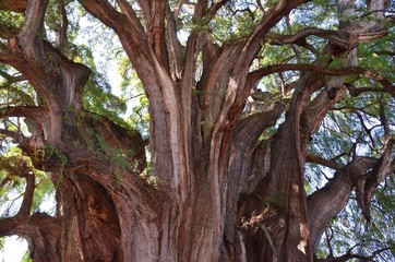 Fototapeta premium The Tree of Tule. The Widest Tree In Ihe World