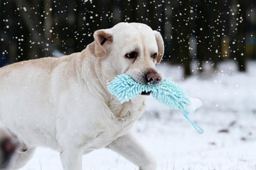 Obraz premium a yellow labrador running in winter in snow with a toy