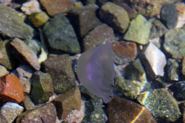 jellyfish in the sea