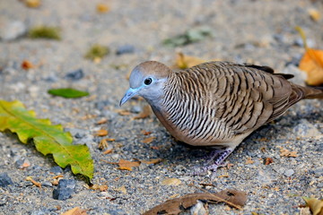 Dove walks for food on the outdoor road.