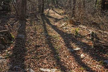 Fototapeta premium View of the forest in winter, with some large fallen trees.