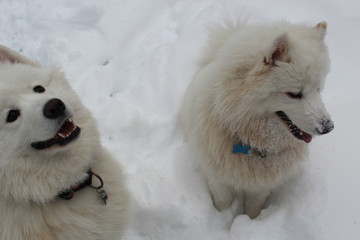white dog in the snow
