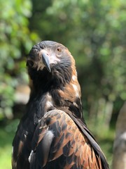 Funny eagle looking at camera. Portrait close up, no filters