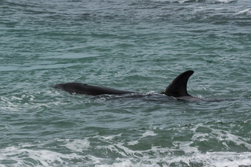 Orca attacking sea lions, Patagonia Argentina