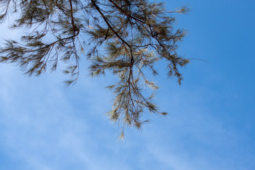 Coniferous twigs on the background of a beautiful blue sky.
