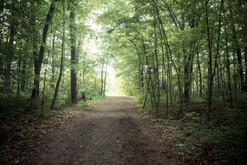 Fototapeta na wymiar Dirt path going to a lush forest with thick foliage