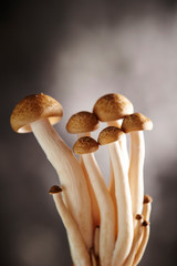 Beech mushroom 