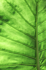 Tropical plants green leaf background texture vertical