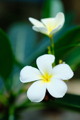 Frangipani White Tropical Aroma Flower Tree