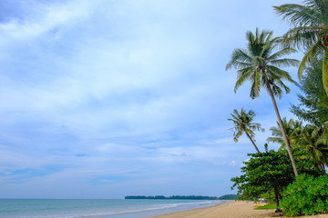 Fototapeta na wymiar Coconut tree seaside.