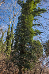 Trees attacked by parasitic vegetation in the woods.