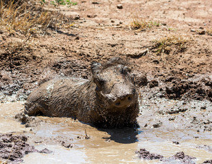 Warthog Mud Bath