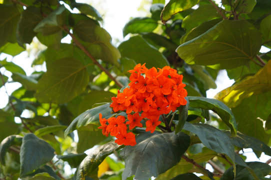 Cordia dodecandra red flowers with green foliage