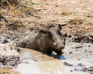 Warthog Mud Bath
