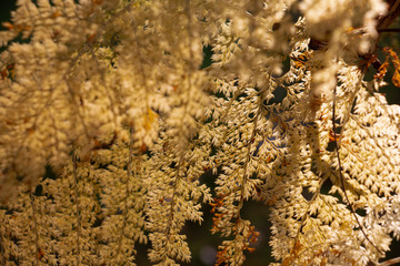 yellow fern with sun light