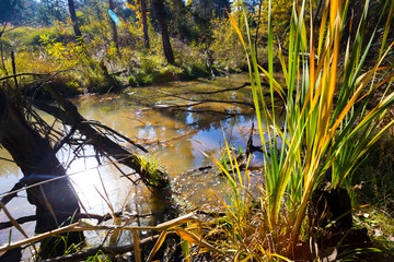 the Beautiful wildlife