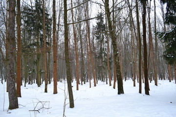 Naklejka premium park