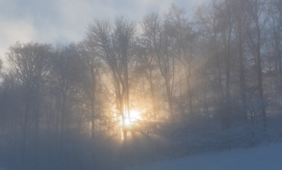 Sonne scheint durch den Wald mit Nebel