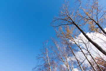 branches of a tree against blue sky