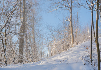verschneiter Wald im Winter