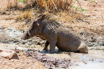 Warthog Mud Bath